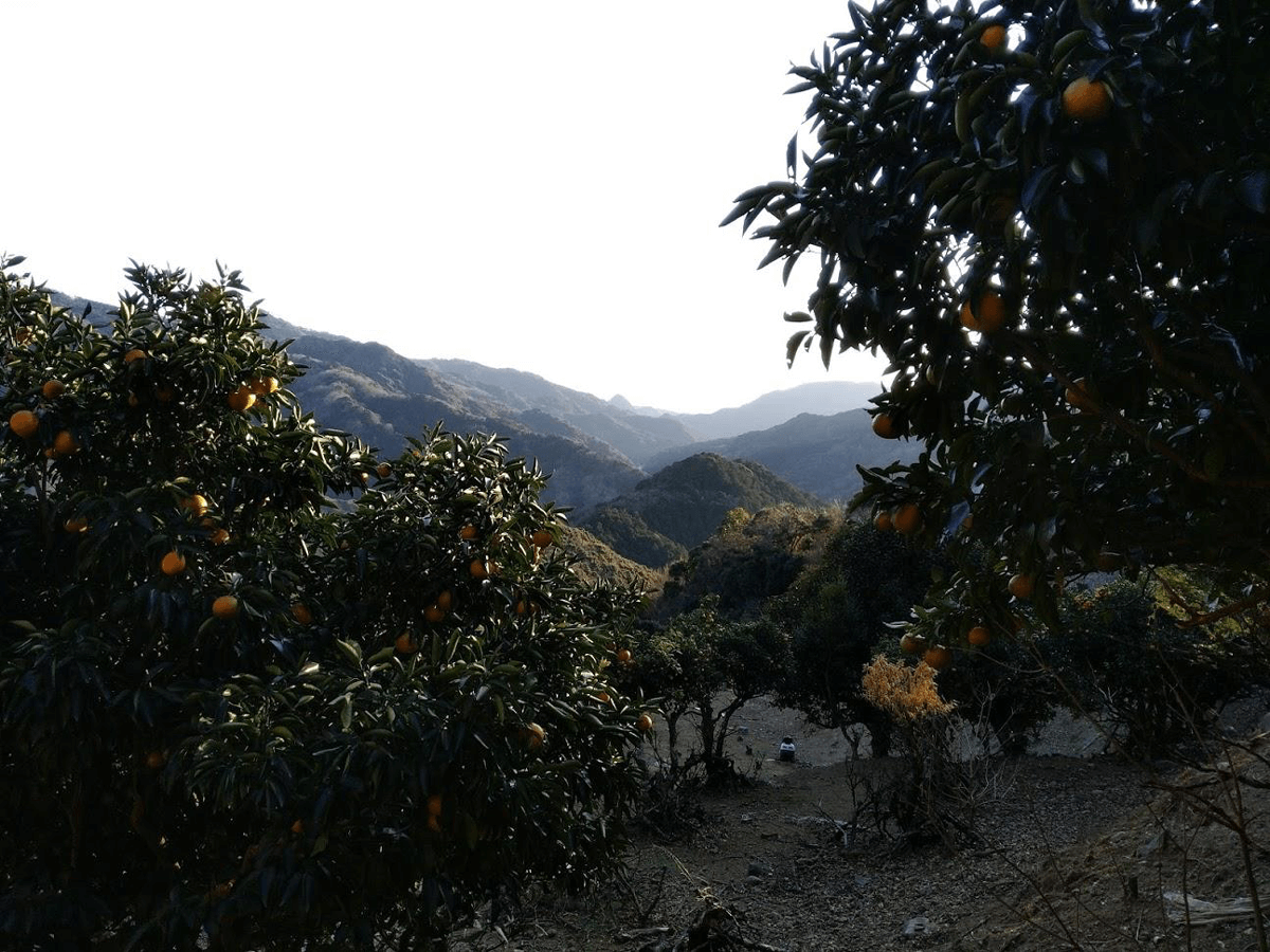 里山の果樹園