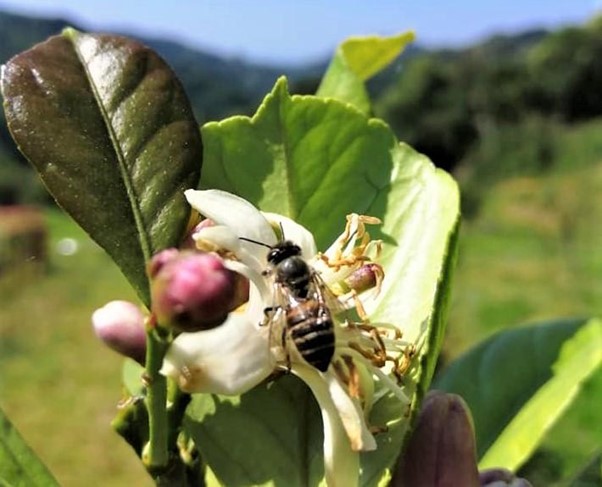 高橋養蜂のレモンの花と日本ミツバチ