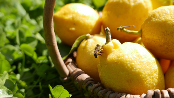 高橋養蜂のレモン