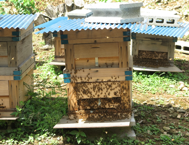高橋養蜂の巣箱