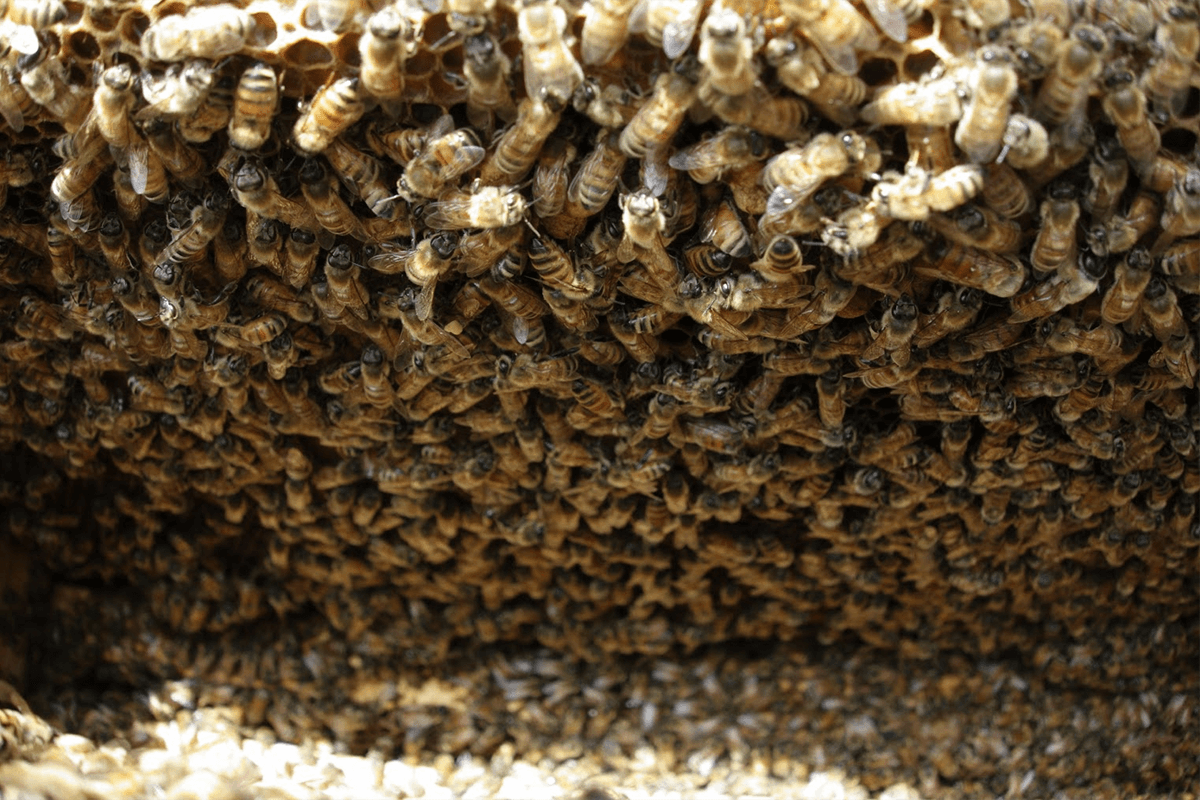 ミツバチの巣の様子