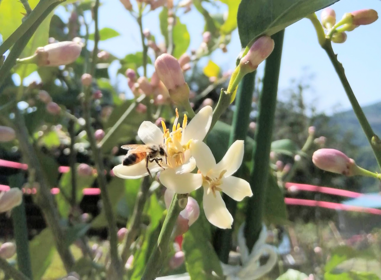 レモンの花とミツバチ
